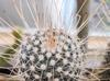 Mammillaria geminispina