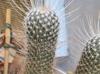 Mammillaria geminispina