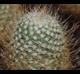 Mammillaria geminispina