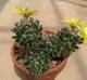 Mammillaria sphaerica
