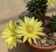 Mammillaria sphaerica