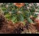 Mammillaria sphaerica
