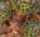 Mammillaria sphaerica