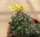 Mammillaria sphaerica