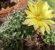 Mammillaria sphaerica