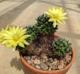 Mammillaria sphaerica