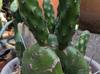 Opuntia quimilo