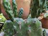 Opuntia quimilo