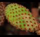 Opuntia rufida