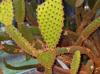 Opuntia rufida