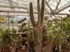 Pilosocereus royenii