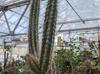 Pilosocereus royenii