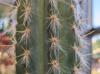 Pilosocereus royenii
