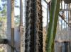 Pilosocereus royenii