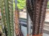 Pilosocereus royenii