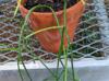 Rhipsalis baccifera