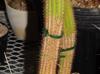 Soehrensia spachiana