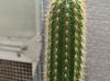 Soehrensia spachiana