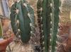 Stetsonia coryne