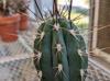 Stetsonia coryne