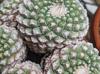 Strombocactus disciformis