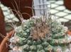 Strombocactus disciformis