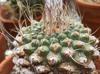 Strombocactus disciformis