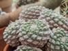Strombocactus disciformis