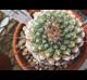 Strombocactus disciformis