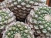 Strombocactus disciformis