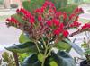Kalanchoe blossfeldiana