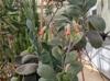 Kalanchoe laxiflora
