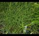 Equisetum variegatum