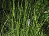 Equisetum variegatum