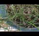 Equisetum variegatum