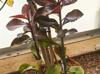 Euphorbia grantii