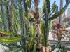 Euphorbia lactea
