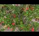 Euphorbia milii