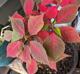 Euphorbia pulcherrima