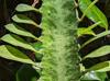 Euphorbia trigona