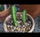 Euphorbia trigona