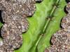 Euphorbia trigona