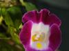 Torenia fournieri