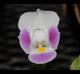Torenia fournieri