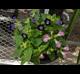 Torenia fournieri