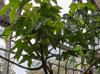 Brachychiton discolor