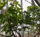 Brachychiton discolor