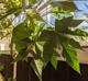 Brachychiton discolor