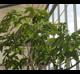 Brachychiton discolor