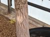 Brachychiton discolor